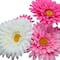17.5" Mixed Gerbera Daisy Bush by Ashland®